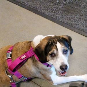 Meet your Posher, Sharon